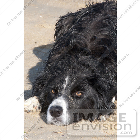 #53706 Royalty-Free Stock Photo of Dog Closeup by Maria Bell