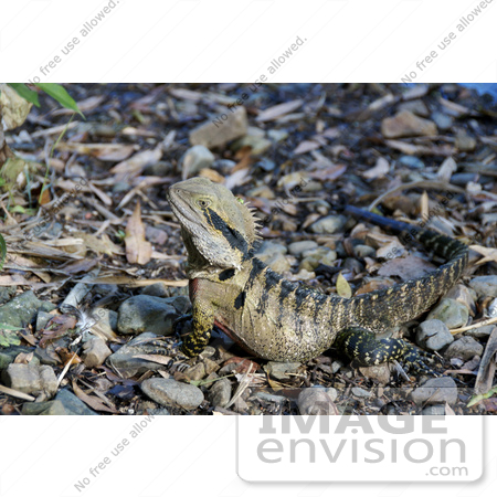 #53747 Royalty-Free Stock Photo of a Lizard on the Ground by Maria Bell