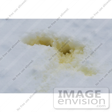 #548 Picture of Yellow Snow by Kenny Adams