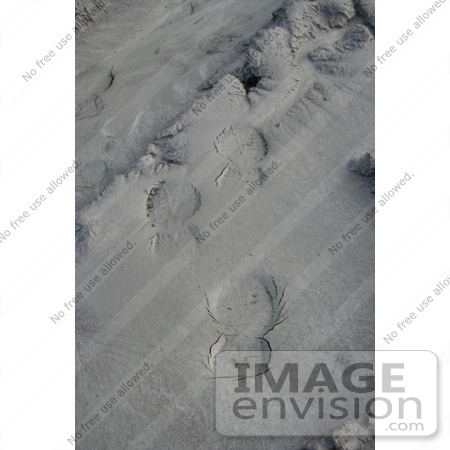 #559 Image of Footprints in the Mud at Copper Boat Ramp, Applegate Lake, Oregon by Jamie Voetsch
