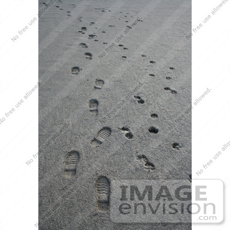#562 Image of Human and Dog Paw Prints in the Mud by Jamie Voetsch