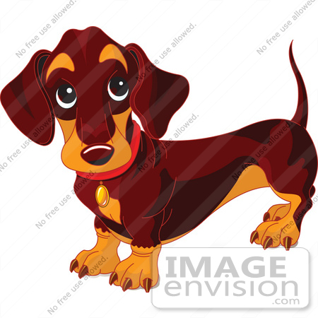 #56241 Royalty-Free (RF) Clip Art Of A Dark Weiner Dog Standing And Looking Up by pushkin