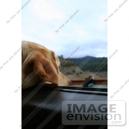 #576 Photograph of a Yellow Lab Dog Sticking His Head Out a Car Window by Jamie Voetsch
