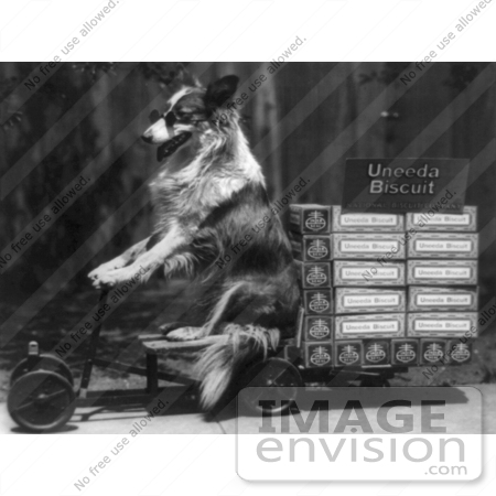 #5803 Dog Riding Wagon by JVPD