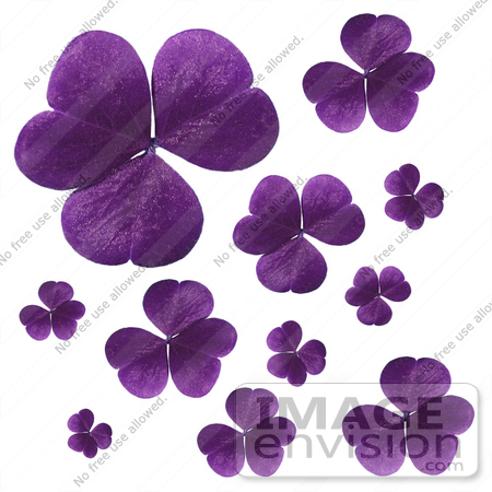 #588 Picture of Purple Clovers by Jamie Voetsch