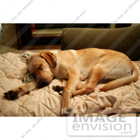 #592 Photograph of a Yellow Lab Dog Sleeping on a Couch by Jamie Voetsch