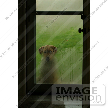 #599 Picture of a Dog Waiting at the Front Door by Kenny Adams