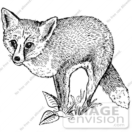 #61540 Clipart Of A Red Fox And Plants In Black And White - Royalty Free Vector Illustration by JVPD