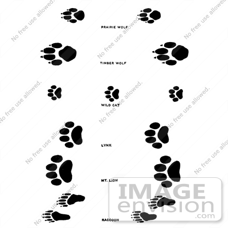 #61660 Clipart Of Wolf Wildcat And Raccoon Tracks In Black And White - Royalty Free Vector Illustration by JVPD