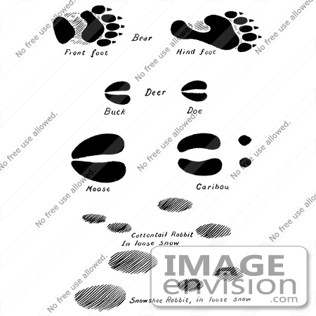 #61661 Clipart Of Bear Deer Moose Caribou And Rabbit Tracks In Black And White - Royalty Free Vector Illustration by JVPD