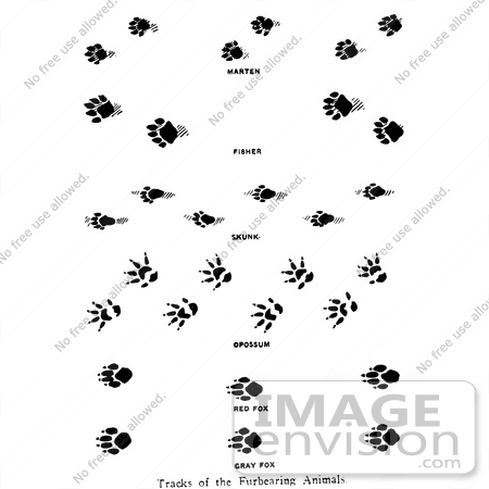 #61666 Clipart Of Marten Fisher Skunk Opossum And Fox Tracks In Black And White - Royalty Free Vector Illustration by JVPD