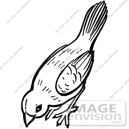 #61914 Clipart Of A Bird Pecking The Ground In Black And White - Royalty Free Vector Illustration by JVPD