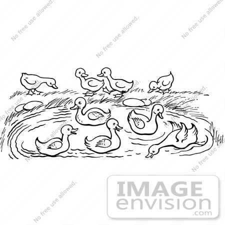 #61927 Clipart Of A Pond With Ducks In Black And White - Royalty Free Vector Illustration by JVPD