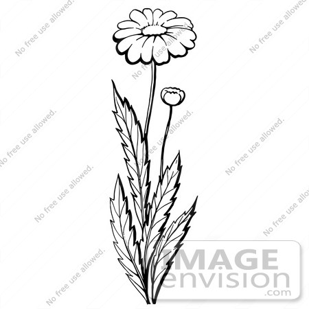 #61937 Clipart Of A Daisy Plant With A Flower And Bud In Black And White - Royalty Free Vector Illustration by JVPD