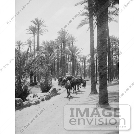 #6539 Camel Caravan in a Palm Grove, Memphis, Egypt by JVPD