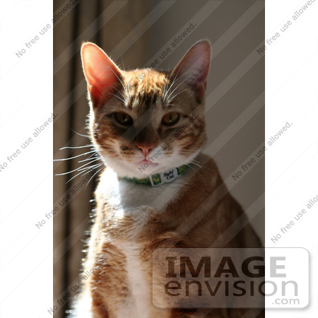 #664 Picture of an Orange Calico Cat in the Sun by Kenny Adams