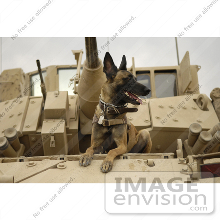 #6732 Military German Shepherd by JVPD