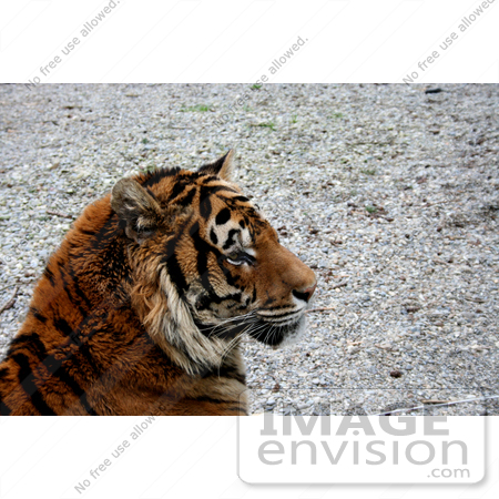 #721 Photo of a Bengal Tiger Resting by Jamie Voetsch
