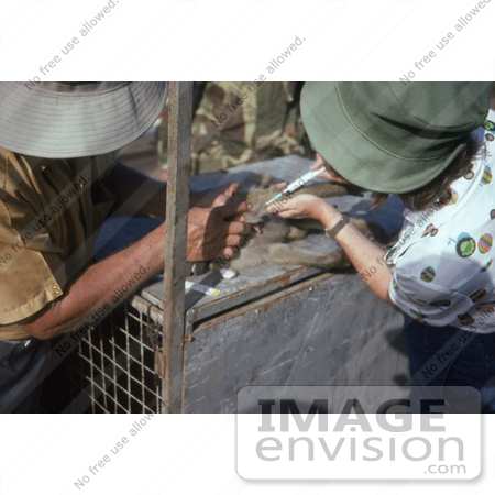 #7327 Picture of a Health Officials Extracting a Blood Sample from a Green Monkey, Cercopithecus Aethiops, During a Marburg Virus Investigation by KAPD
