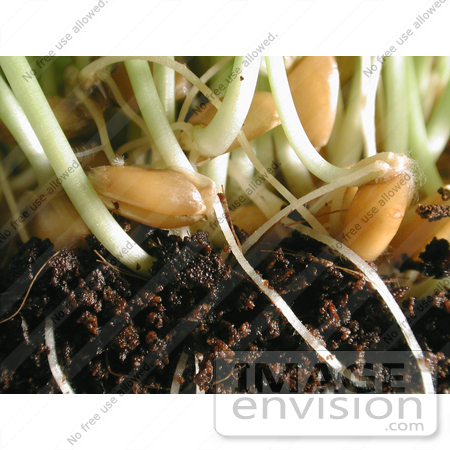 #76 Picture of Wheat Grass, Seeds, Roots, and Soil by Kenny Adams