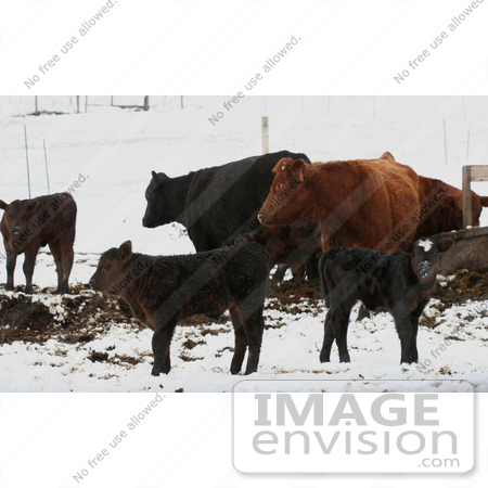#762 Photograph of Calves at Bishop Creek, Ruch, Oregon by Jamie Voetsch
