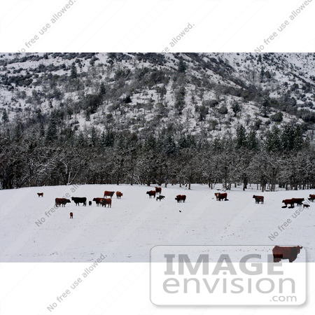 #764 Photo of Cows in Snow at Bishop Creek, Ruch, Oregon by Jamie Voetsch