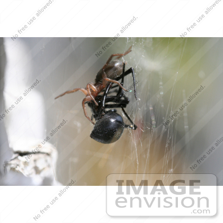 #7716 Picture of a Sowbug Killer Spider Killing a Black Widow by Jamie Voetsch