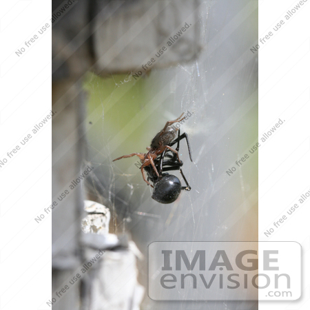 #7717 Image of a Woodlice Spider Killing a Black Widow by Jamie Voetsch
