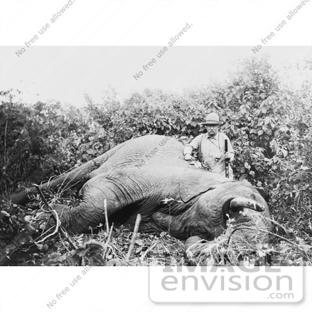 #7939 Picture of Roosevelt With Elephant He Just Killed by JVPD