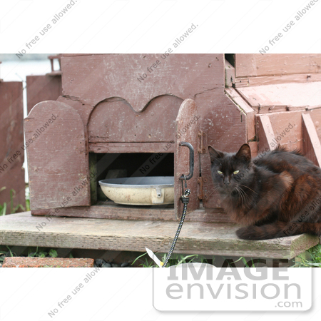 #826 Photography of a Brownish Black Feral Cat by Kenny Adams