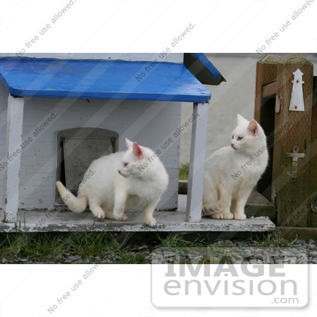 #831 Photography of Focused Feral Cats by Kenny Adams