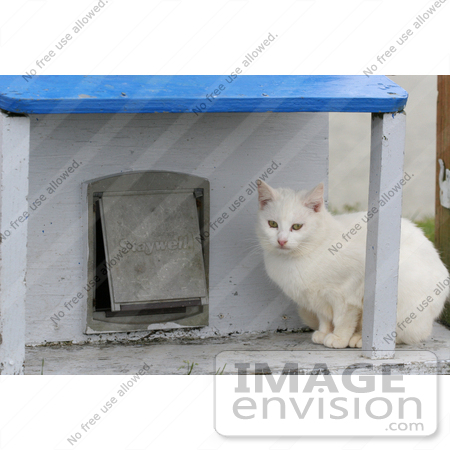 #842 Photo of a White Feral Cat Sitting Beside a Cat Door by Kenny Adams