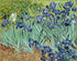 #13413 Picture of the Painting of Irises by Vincent van Gogh by JVPD