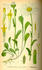 #14198 Picture of Moon Daisy, Dog Daisy, Marguerite, Oxeye Daisy (Leucanthemum vulgare, Chrysanthemum leucanthemum) by JVPD