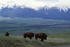 #15583 Picture of Grazing Buffalo Near Mountains, Montana by JVPD