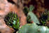 #15654 Picture of a Prickly Pear Cactus by JVPD