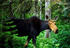 #15950 Picture of a Moose in a Forest by JVPD