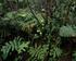 #16029 Picture of Tropical Plants, Hakalau Forest National Wildlife Refuge, Hilo, Hawaii by JVPD
