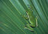 #17171 Picture of One Green Tree Frog on a Palm Leaf by JVPD