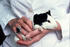 #17230 Picture of a Female Technician’s Hands Holding a Black and White Guinea Pig by JVPD