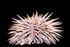 #17608 Picture of a Rock Boring Sea Urchin (Echinometra mathaei) by JVPD