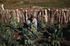 #17876 Photo of a Male Farmer Tying up Cauliflower in a Crop by JVPD