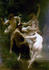 #19295 Photo of Nymphes et Satires, Nymphs and Satyr by William-Adolphe Bouguereau by JVPD