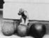 #20292 Historical Stock Photo: Piney, President Hoover’s Schnauzer Puppy, Sitting on Medicine Ball by JVPD
