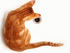 #211 Image of an Orange Kitten in a Tub, Looking at a Drain by Jamie Voetsch