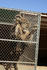 #378 Image of a Lion Standing up in a Cage by Jamie Voetsch