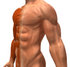 #49776 Royalty-Free (RF) Illustration Of A 3d Closeup Of A Muscle Male Body Facing Left by Julos