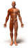 #49781 Royalty-Free (RF) Illustration Of A 3d Muscle Male Body Facing Front - Version 1 by Julos