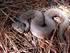 #5088 Stock Photograph of a Western Cottonmouth Snake (Agkistrodon Piscivorus Leucostoma) by JVPD