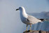 #53878 Royalty-Free Stock Photo of a Lone Seagull by Maria Bell